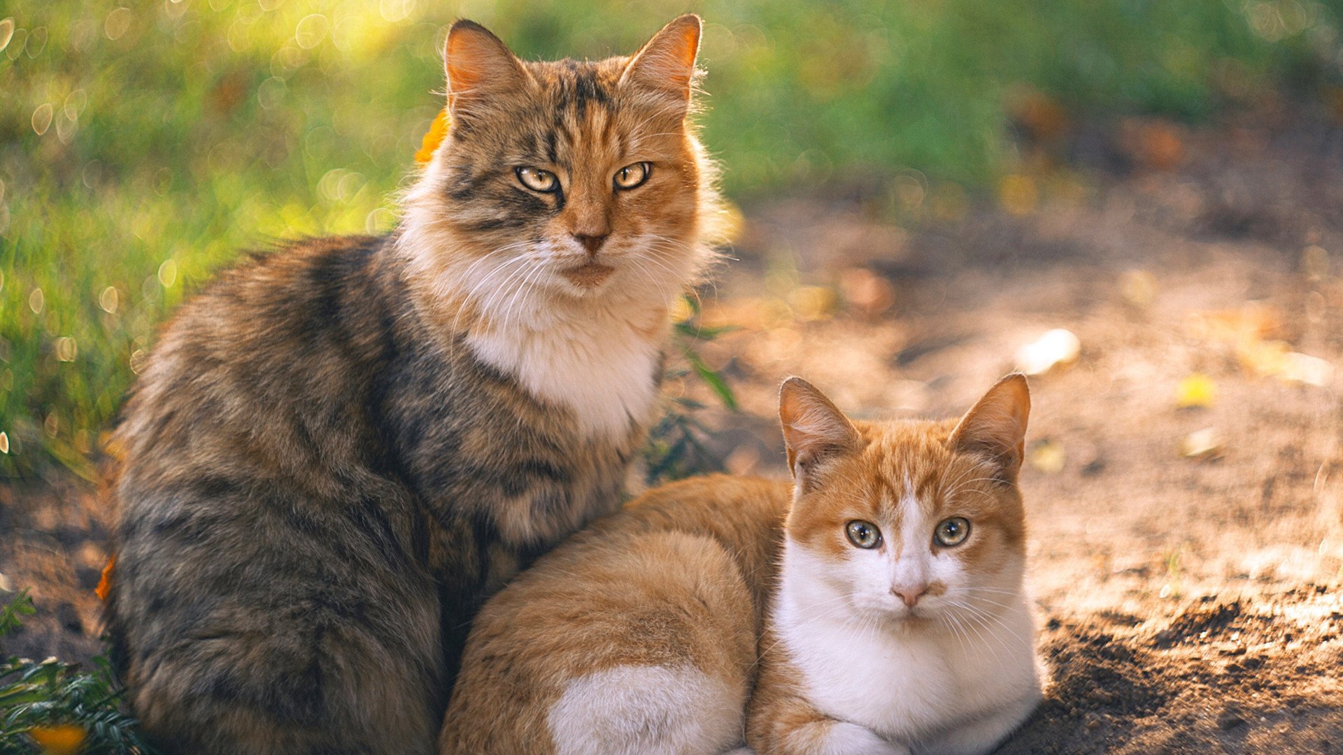 时空裂隙中的哨响,当皇马遇见波兰,范戴克用进球重写防守
