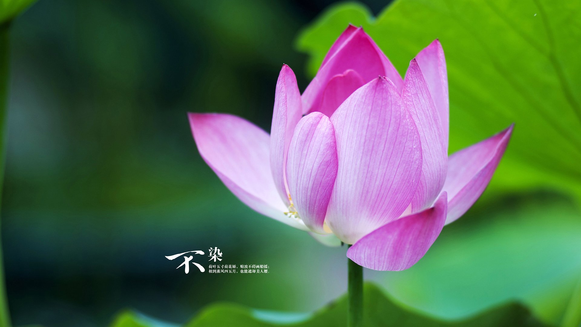 真空宇宙中的终焉哨响，当广东队以黑洞原理压哨击落休斯顿火箭，马克西在进攻象限的永恒燃烧