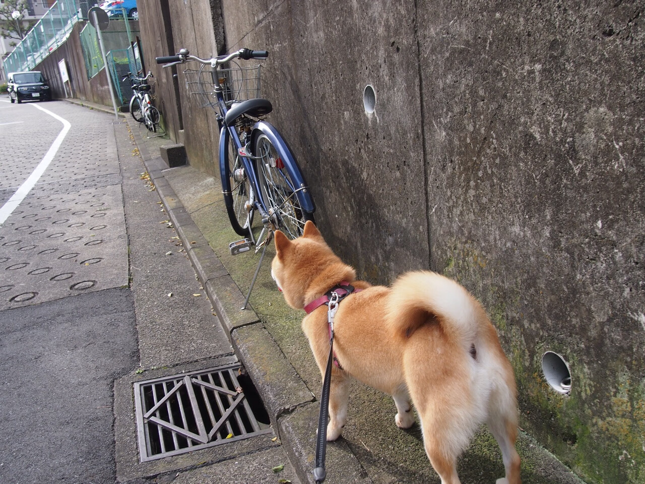 欧冠之夜的隐形杀手，库尔图瓦如何用扑救杀伤对手