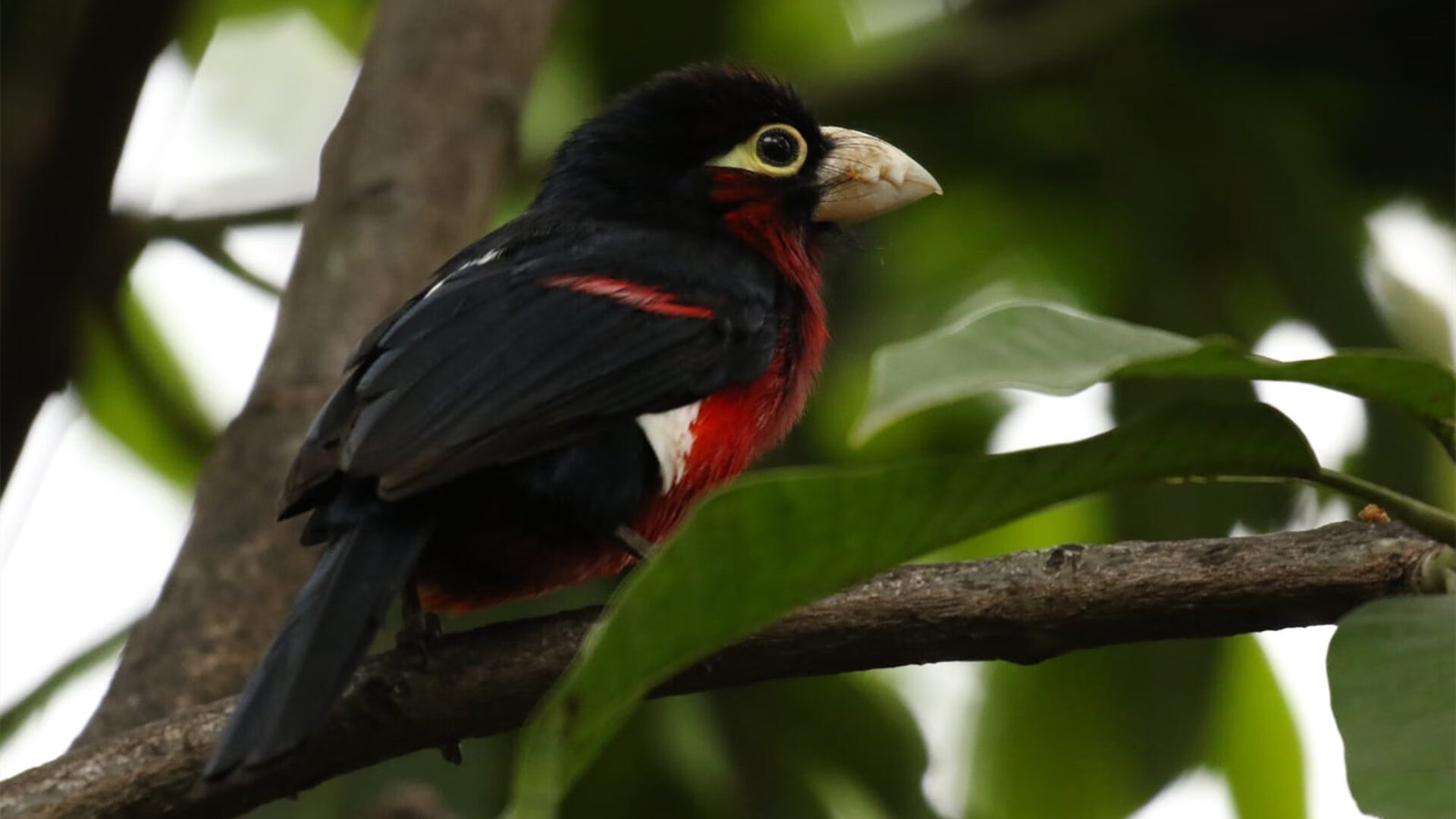 雷火电竞简介-风暴与鹰—美加墨世界杯之夜，蒂亚戈的统治级中场美学