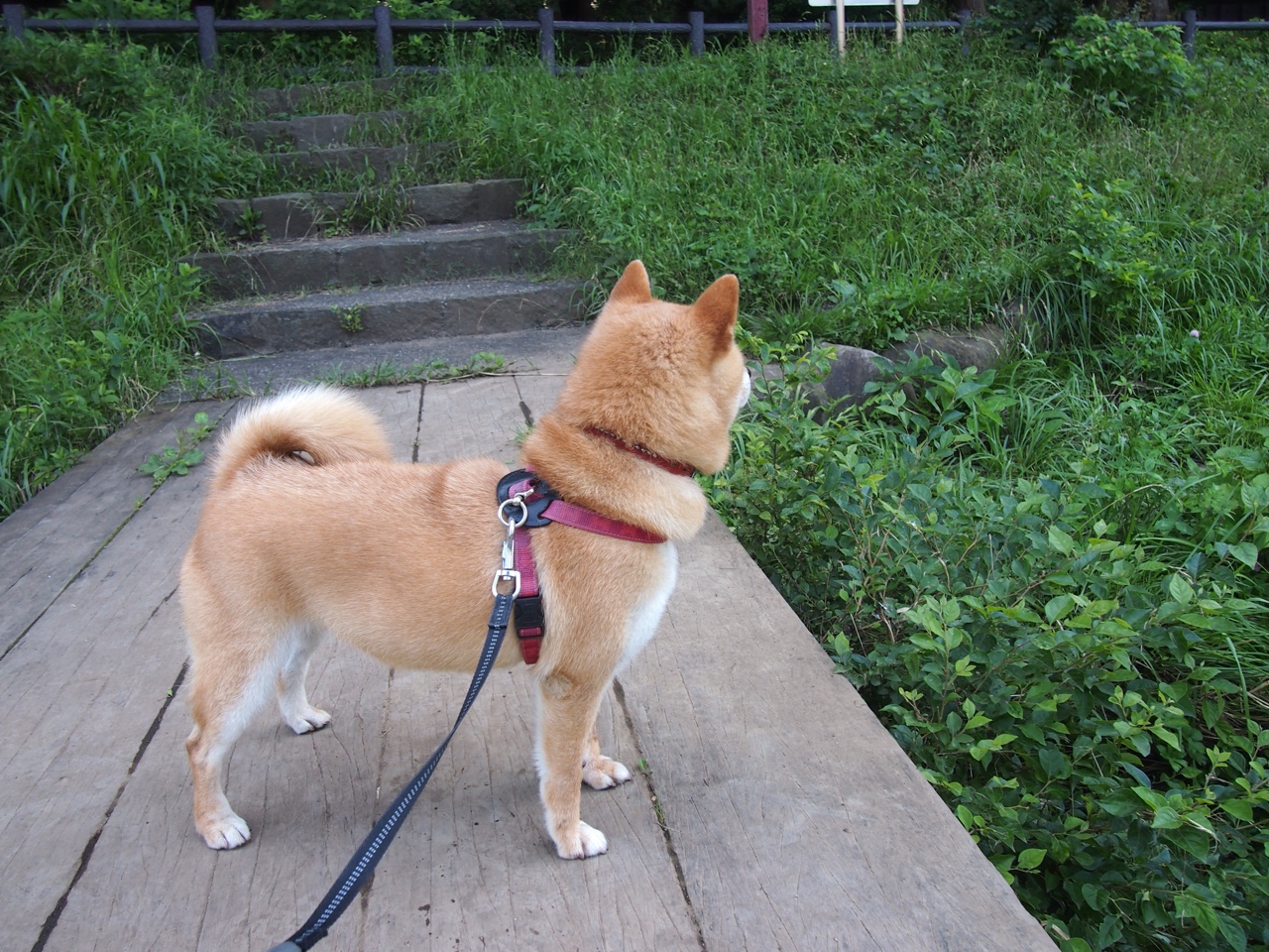 雷火电竞app-鏖战加时，一锤定音！英格拉姆窒息防守扼杀魔术翻盘希望