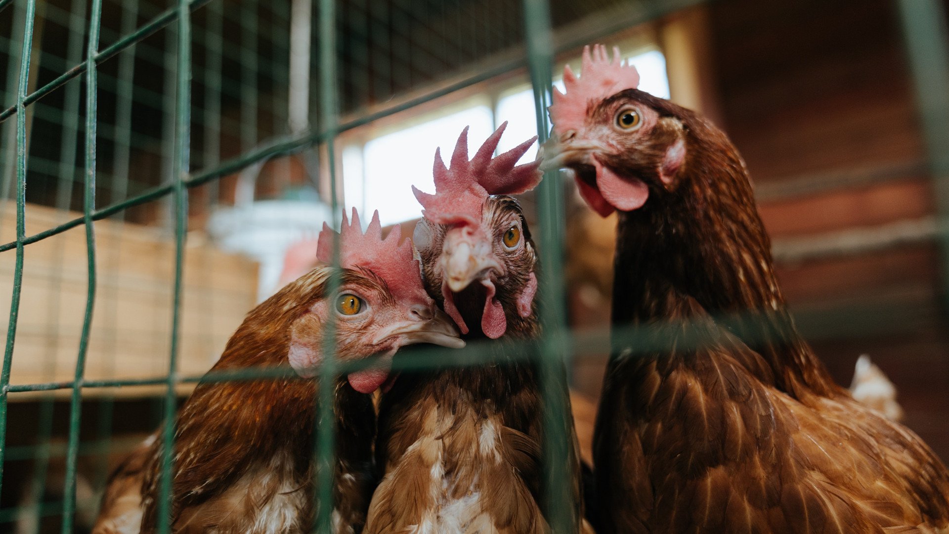 雷火电竞-西决生死战之夜，当迪亚斯在万众焦点中证明自己