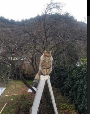 阿拉巴的独舞,那一天,巴黎的后卫导演了英格兰防线的史诗级溃败