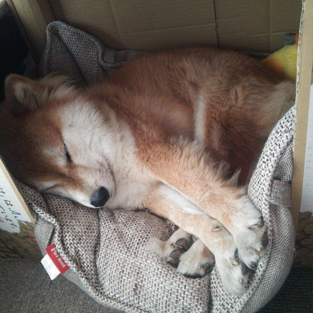 雷火电竞亚洲先驱-跨境烽火，深圳队跨洋终结森林狼，戈贝尔30+20统治禁区