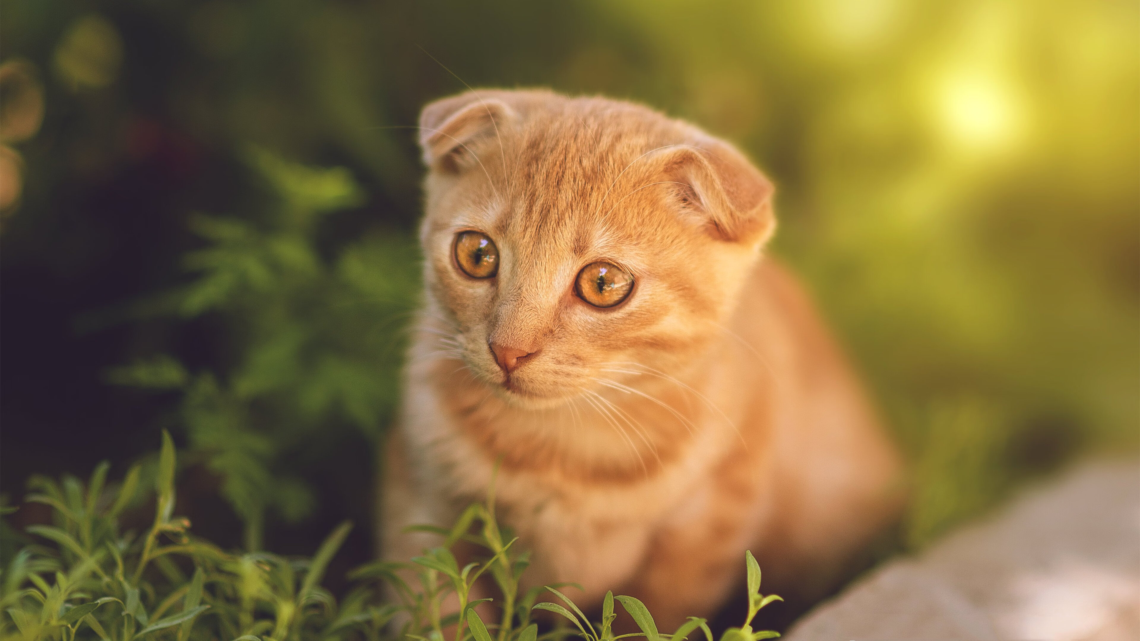 拉文今夜究竟有多恐怖?狂暴44分击沉快船,国王关键战突围锁定前六!