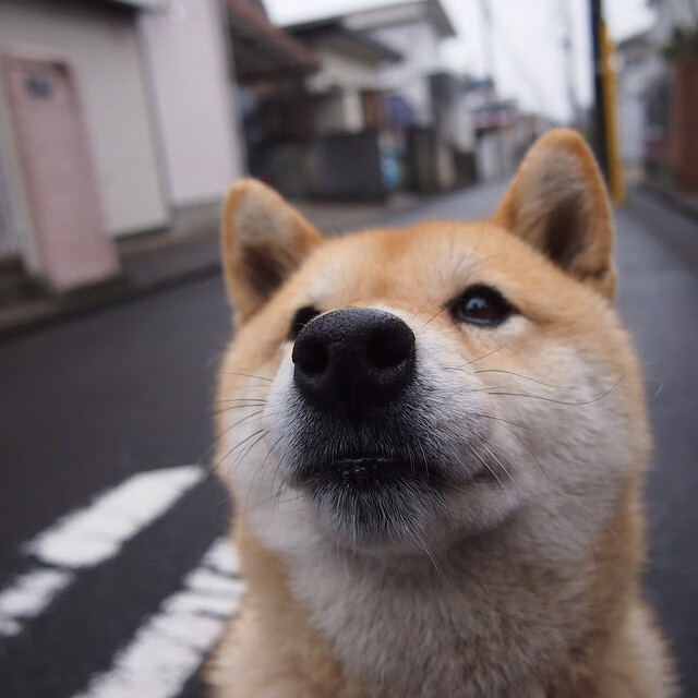 边界上的舞者,克瓦拉茨赫利亚如何用足球撕裂所有地图