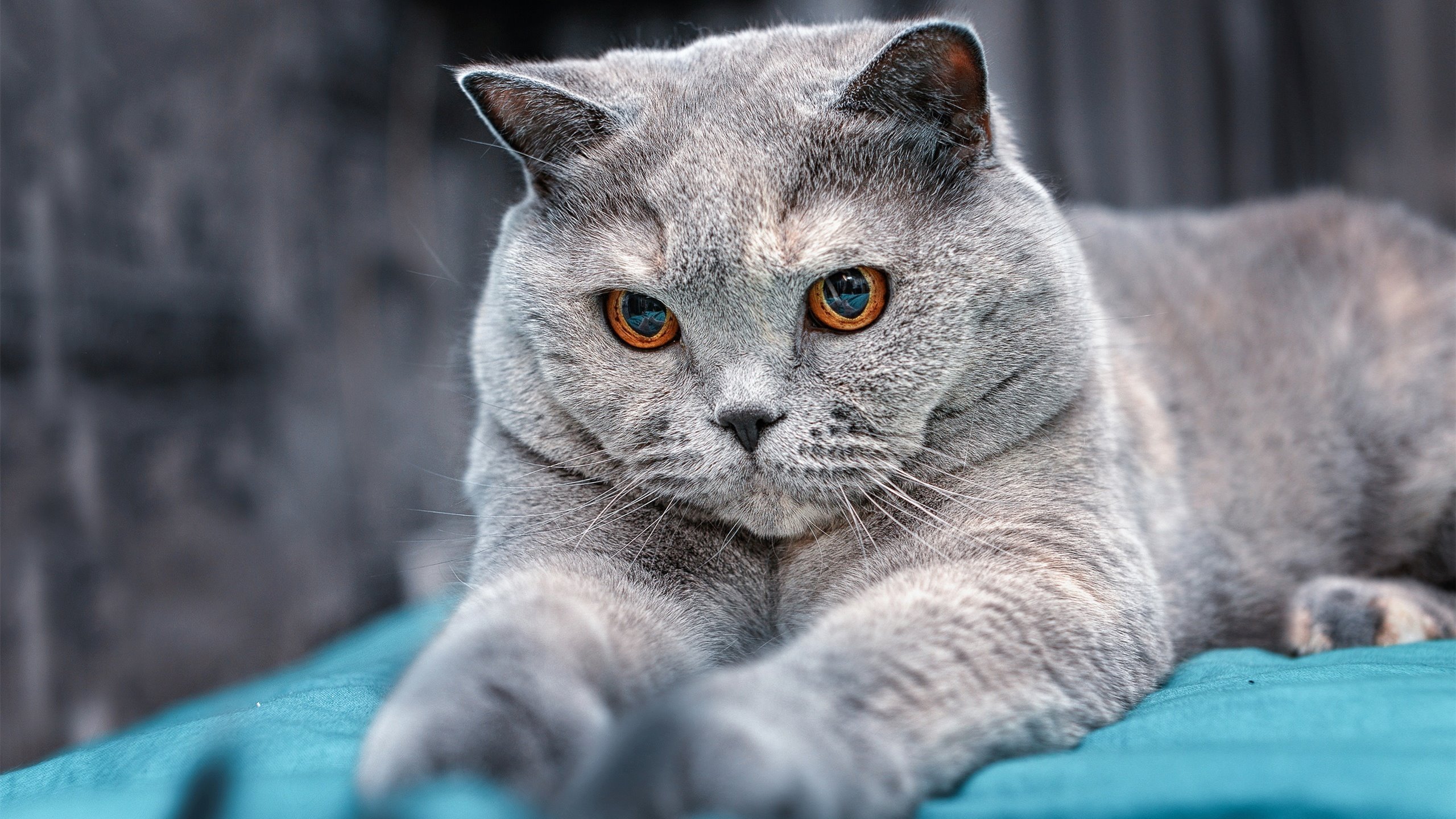 绝境神迹，雪中莱万如何点燃希腊战车