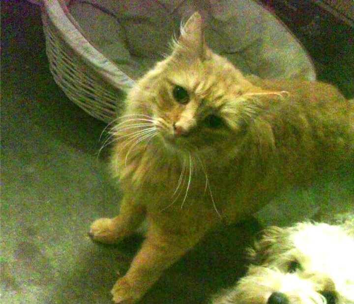 破盾尖刀！锡安撕裂猛龙防线，快船逆风翻盘关键先生横空出世