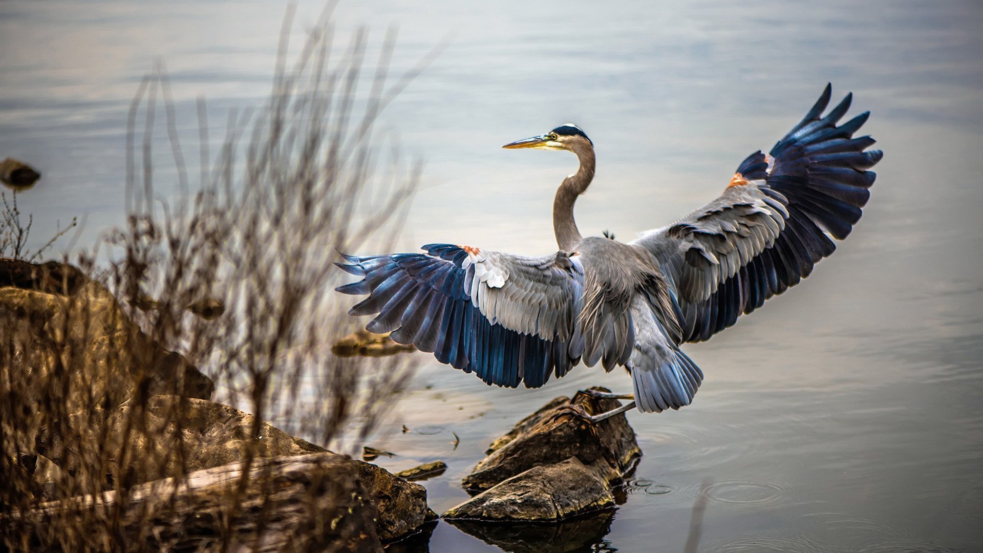 吉林队以节奏之钥锁死上海，外援浓眉化身末节关键先生