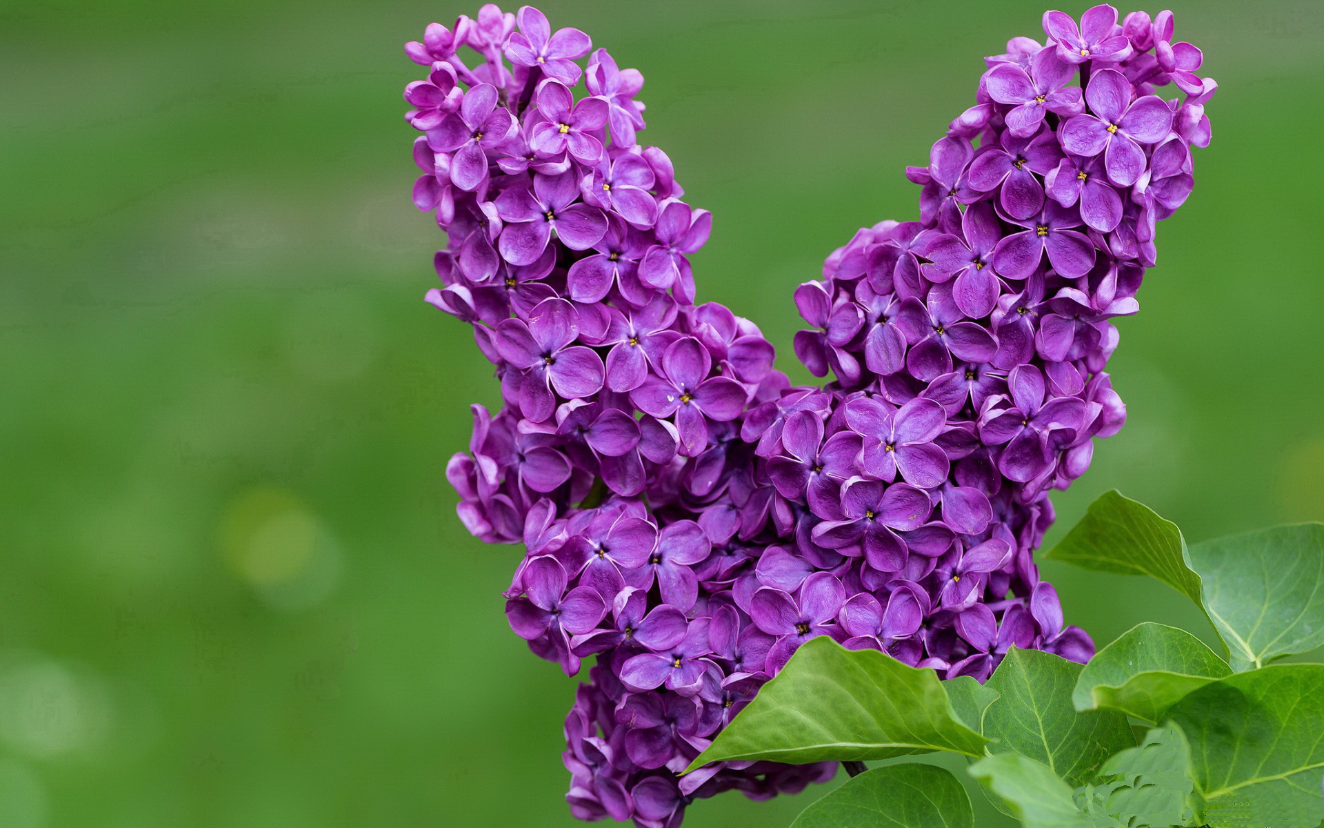 雷火电竞主播-时空交错的王座，当国王鏖战广东，欧文以刀锋舞蹈