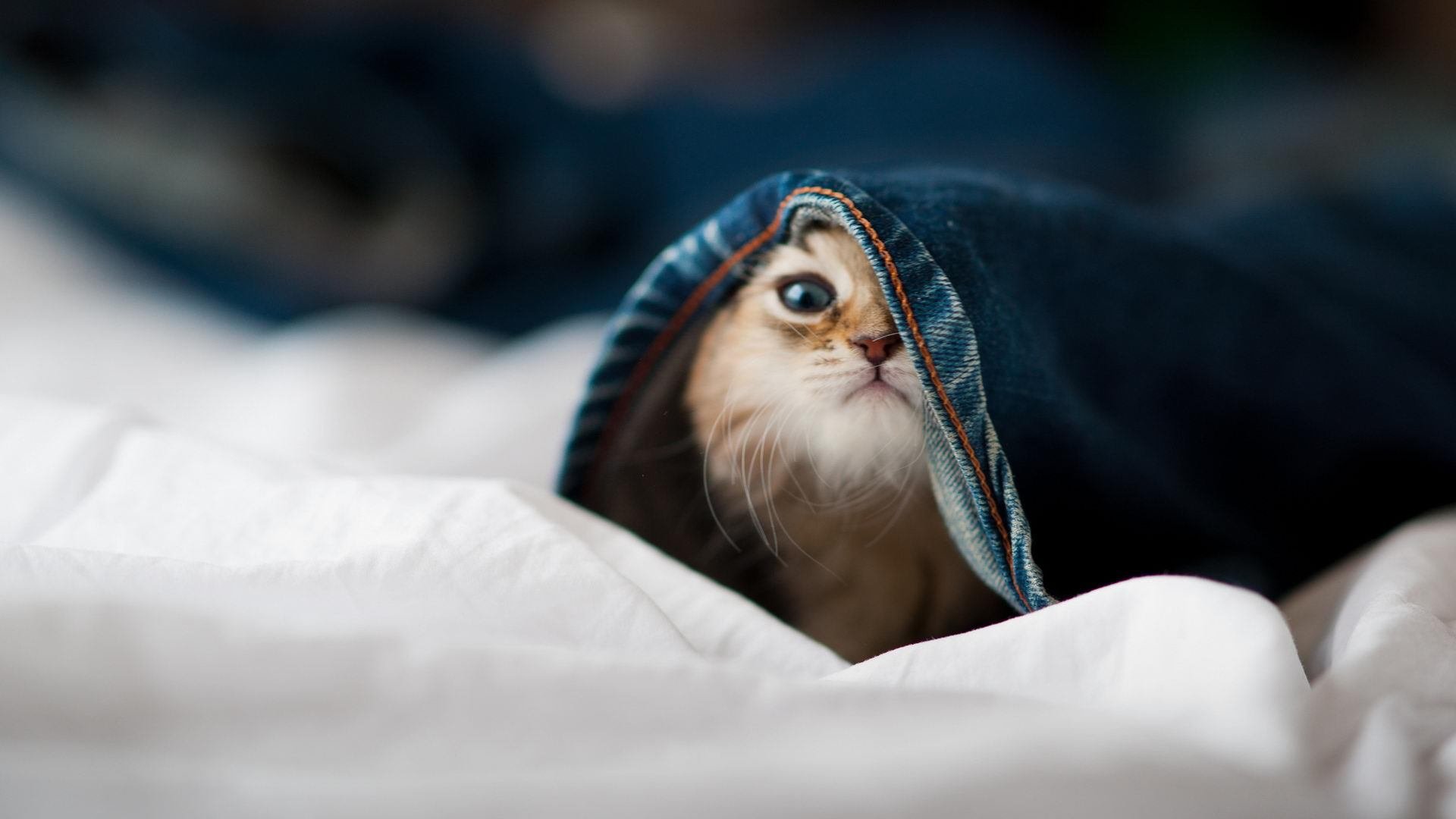 霜刃无声十年磨,保罗关键战不手软—奥运周期今夜定乾坤