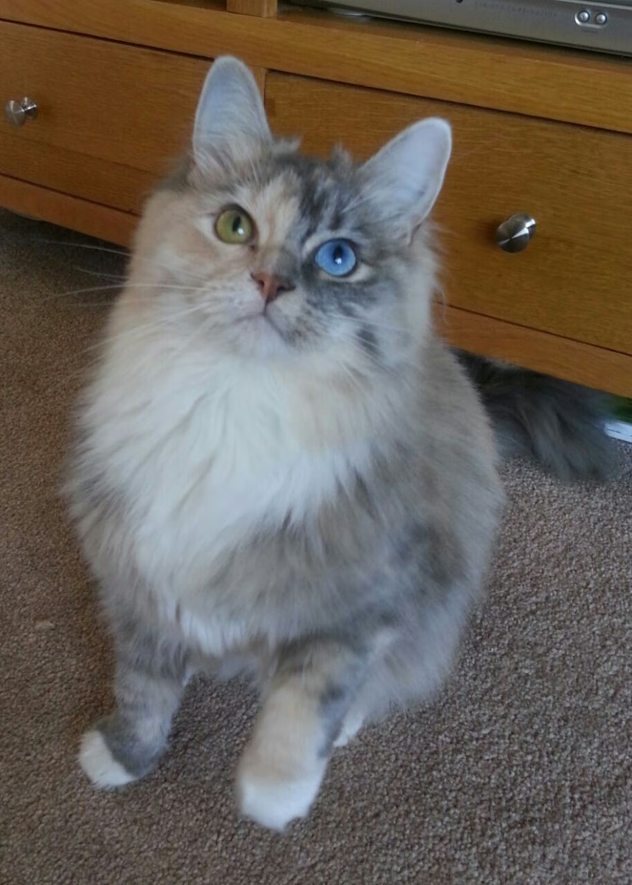 意甲焦点战变国际棋盘，勒沃库森式思维如何横扫战术博弈？