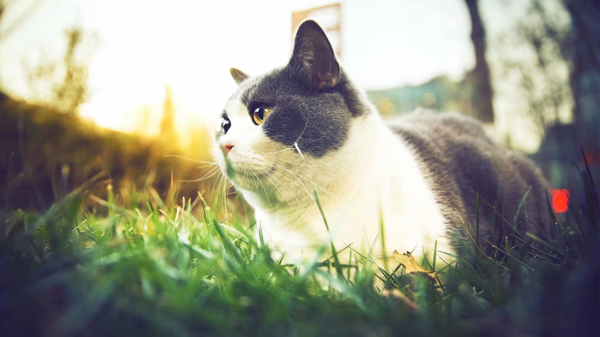 英雄的破晓，罗德里戈于无声处听惊雷，乌拉圭加时刺破丹麦魔咒