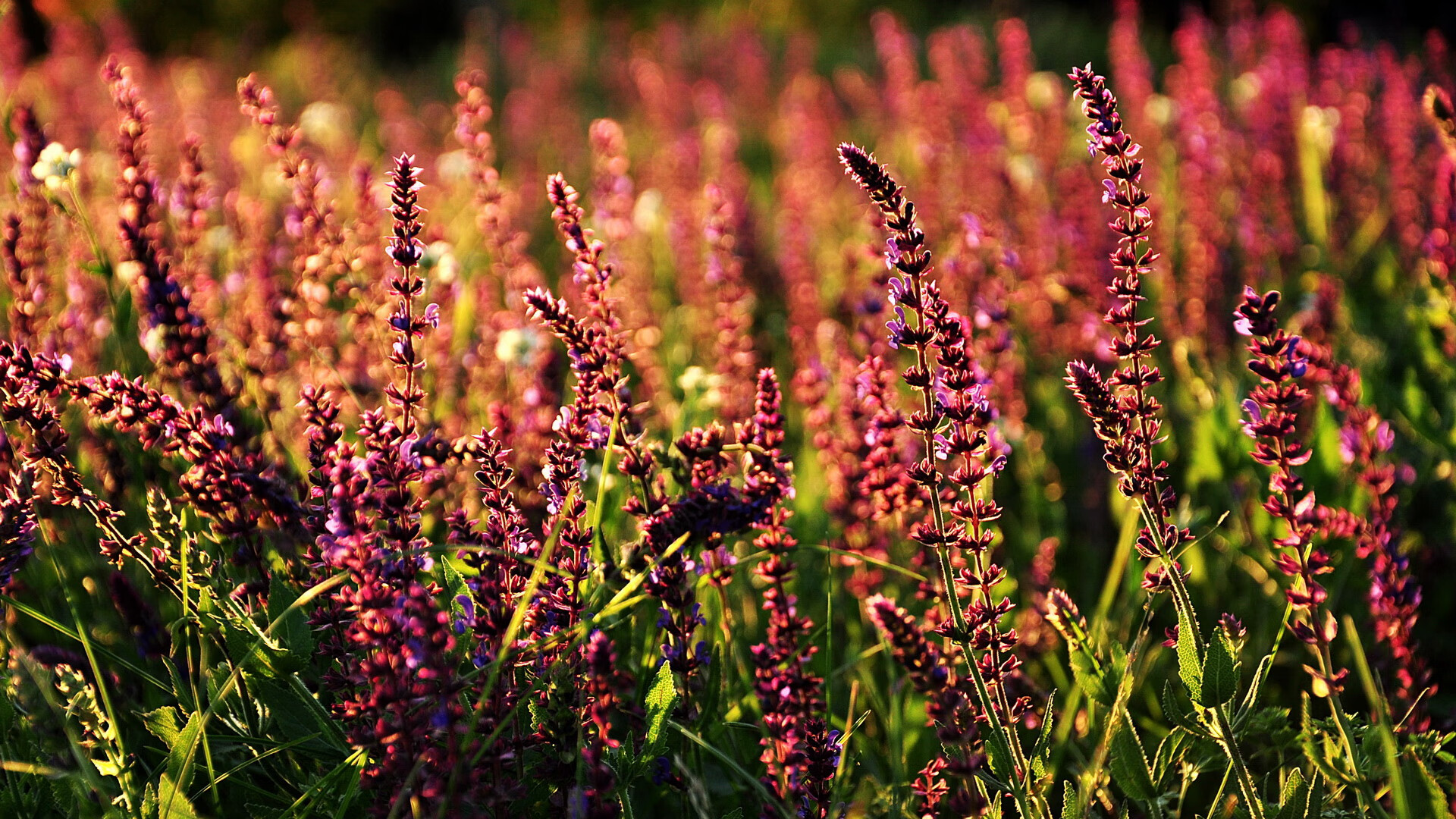 冰与火之歌，当卡拉斯科的烈焰，融化了喀麦隆的铜墙铁壁